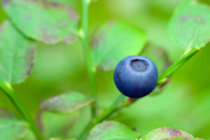 blueberries