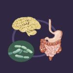 人間の腸内微生物叢